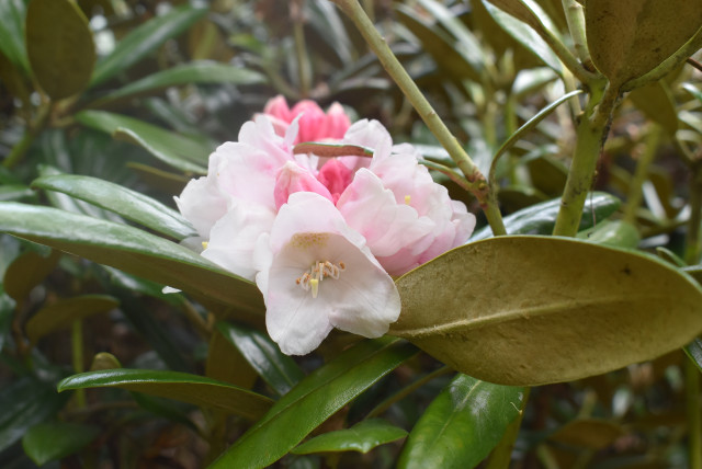 ヤクシマシャクナゲ